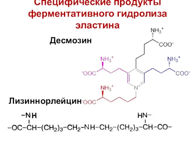 Специфические продукты ферментативного гидролиза эластина Десмозин Лизиннорлейцин