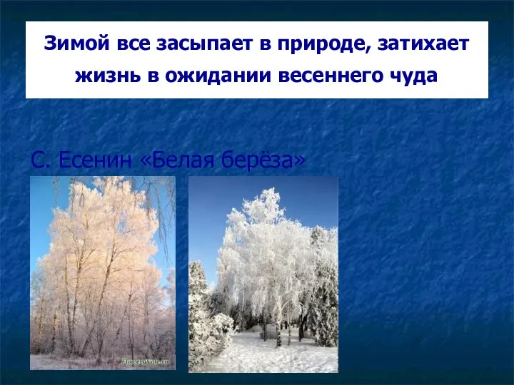 Зимой все засыпает в природе, затихает жизнь в ожидании весеннего чуда С. Есенин «Белая берёза»
