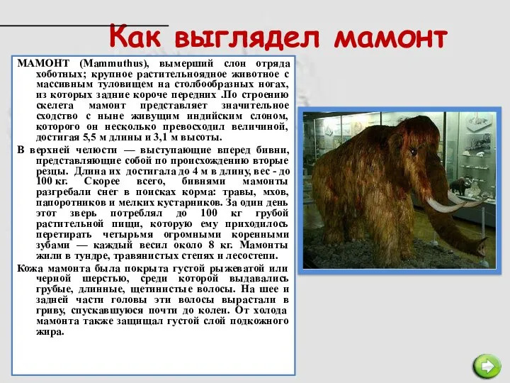 Как выглядел мамонт МАМОНТ (Mammuthus), вымерший слон отряда хоботных; крупное