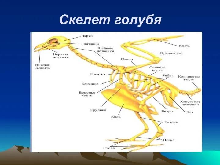 Скелет голубя