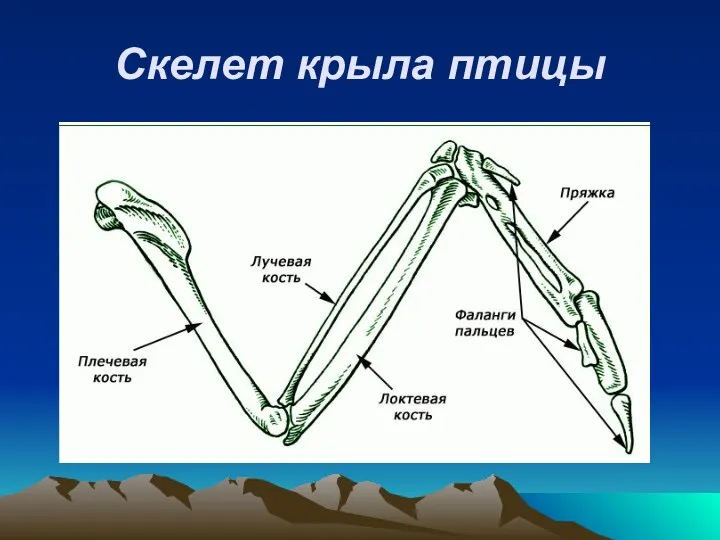 Скелет крыла птицы