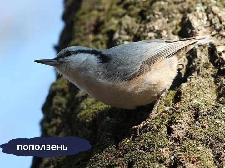 поползень