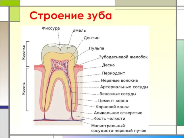 Строение зуба