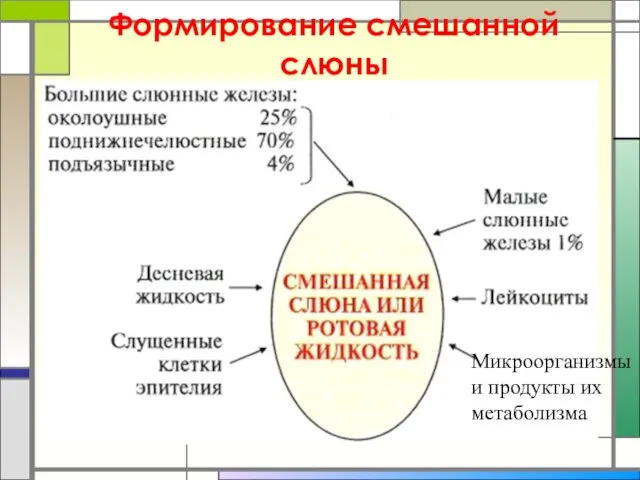 Формирование смешанной слюны Микроорганизмы и продукты их метаболизма