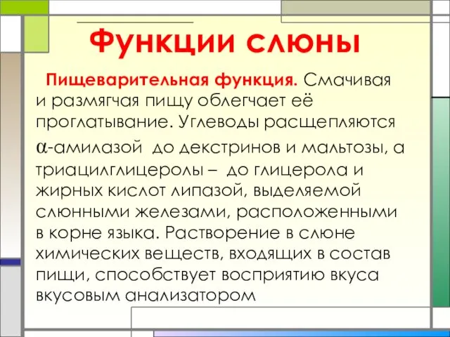 Функции слюны Пищеварительная функция. Смачивая и размягчая пищу облегчает её