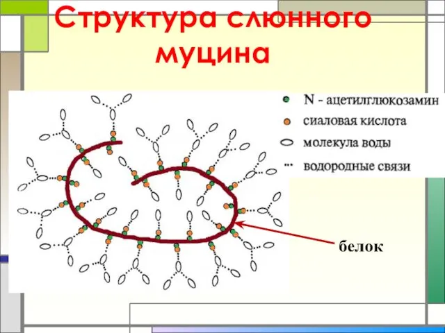 Структура слюнного муцина белок