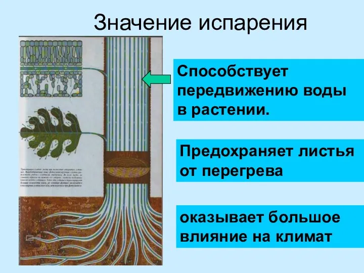 Значение испарения Способствует передвижению воды в растении. Предохраняет листья от перегрева оказывает большое влияние на климат