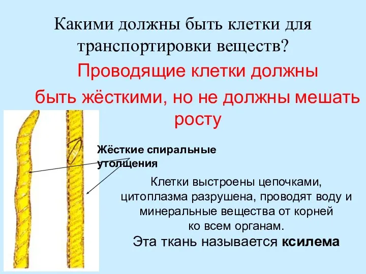 Какими должны быть клетки для транспортировки веществ? Проводящие клетки должны