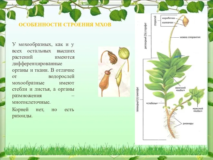 ОСОБЕННОСТИ СТРОЕНИЯ МХОВ У мохообразных, как и у всех остальных