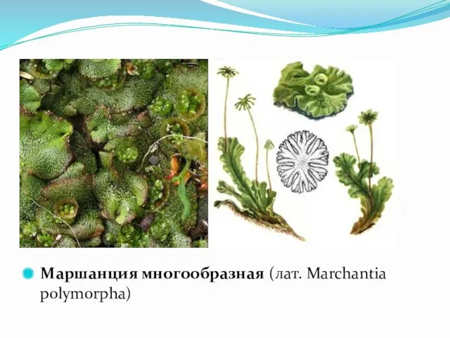 Маршанция многообразная (лат. Marchantia polymorpha)