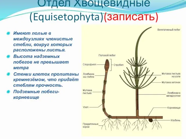 Отдел Хвощевидные (Equisetophyta)(записать) Имеют полые в междоузлиях членистые стебли, вокруг