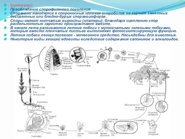 (прочитать) Преобладание спорофитного поколения. Спорангии находятся в спороносных шишках (стробилах