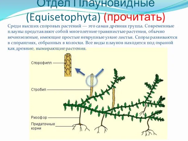 Отдел Плауновидные (Equisetophyta) (прочитать) Среди высших споровых растений — это