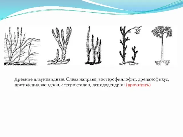 Древние плауновидные. Слева направо: зостерофиллофит, дрепанофикус, протолепидодендрон, астероксилон, лепидодендрон (прочитать)
