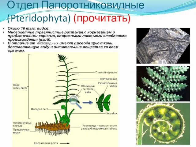 Отдел Папоротниковидные (Pteridophyta) (прочитать) Около 10 тыс. видов. Многолетние травянистые