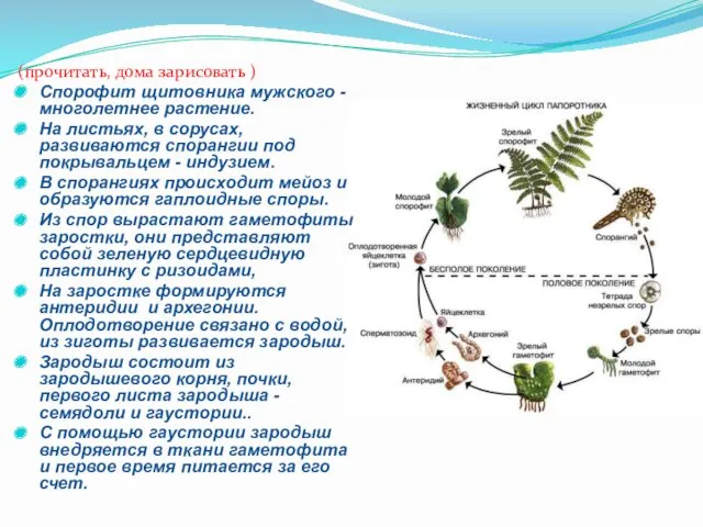 (прочитать, дома зарисовать ) Спорофит щитовника мужского - многолетнее растение.