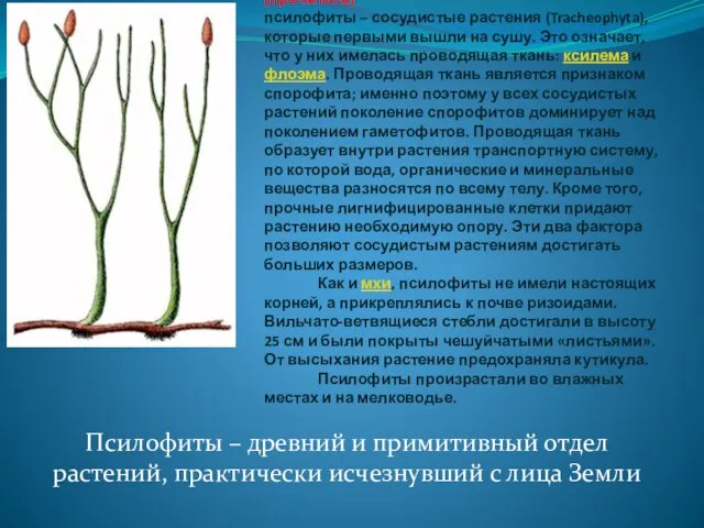 (прочитать) псилофиты – сосудистые растения (Tracheophyta), которые первыми вышли на