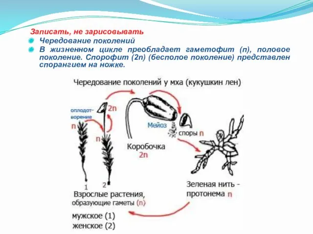 Записать, не зарисовывать Чередование поколений В жизненном цикле преобладает гаметофит