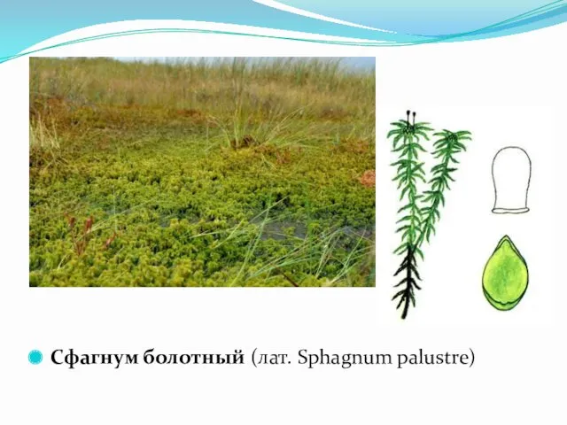 Сфагнум болотный (лат. Sphagnum palustre)