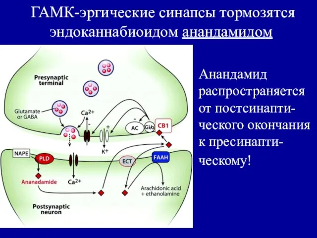ГАМК-эргические синапсы тормозятся эндоканнабиоидом анандамидом Анандамид распространяется от постсинапти-ческого окончания к пресинапти-ческому!