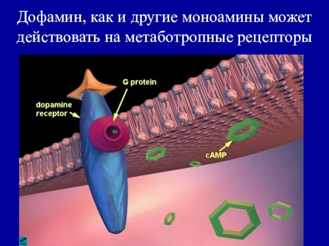 Дофамин, как и другие моноамины может действовать на метаботропные рецепторы