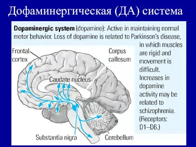 Дофаминергическая (ДА) система