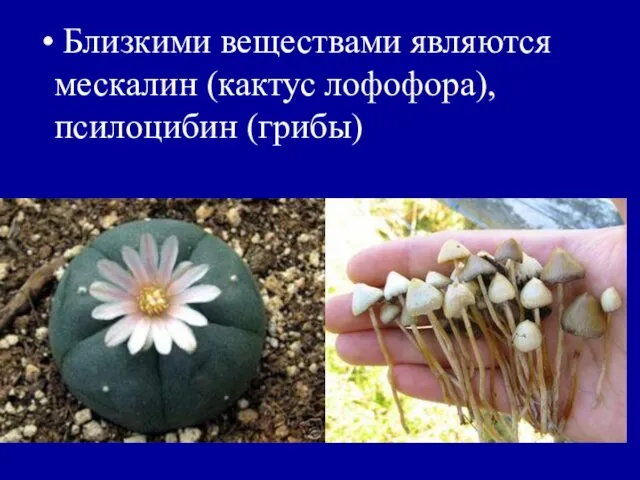 Близкими веществами являются мескалин (кактус лофофора), псилоцибин (грибы)