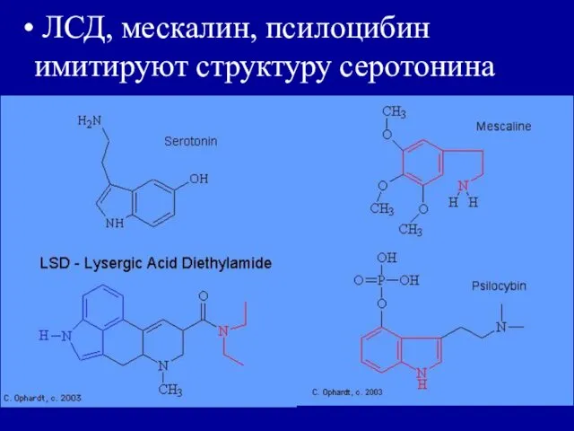 ЛСД, мескалин, псилоцибин имитируют структуру серотонина
