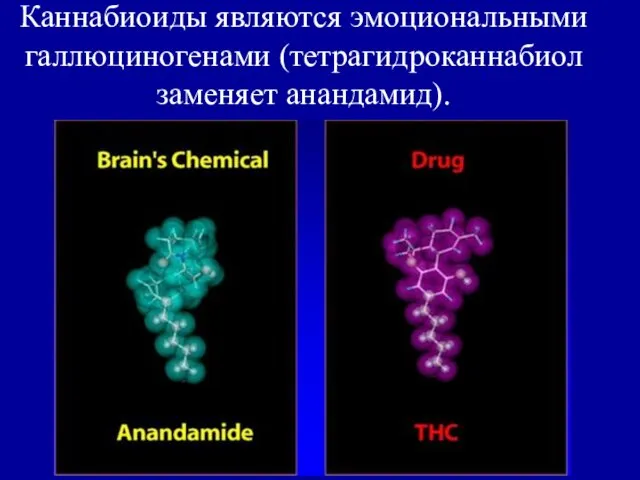 Каннабиоиды являются эмоциональными галлюциногенами (тетрагидроканнабиол заменяет анандамид).