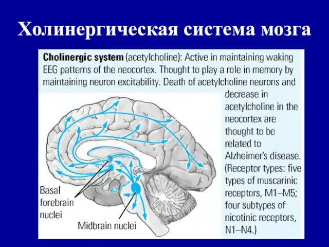 Холинергическая система мозга