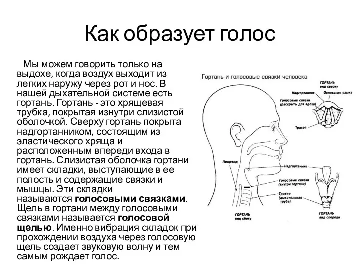 Как образует голос Мы можем говорить только на выдохе, когда