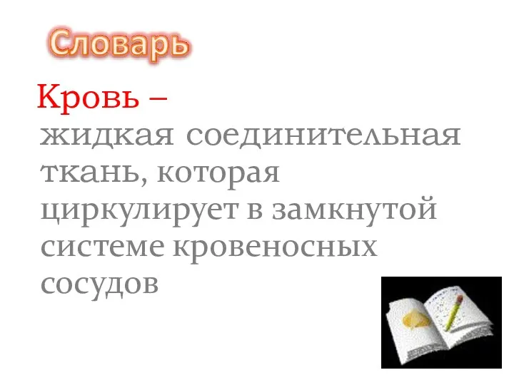 Кровь – жидкая соединительная ткань, которая циркулирует в замкнутой системе кровеносных сосудов