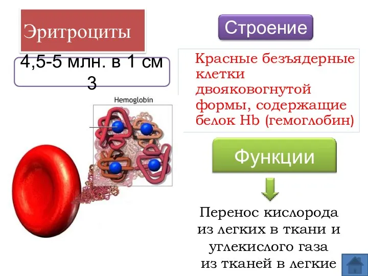 Эритроциты Красные безъядерные клетки двояковогнутой формы, содержащие белок Hb (гемоглобин)