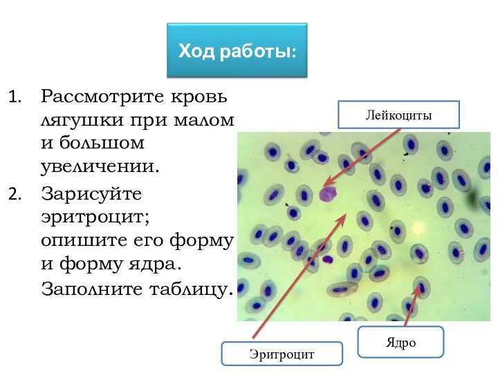 Рассмотрите кровь лягушки при малом и большом увеличении. Зарисуйте эритроцит;