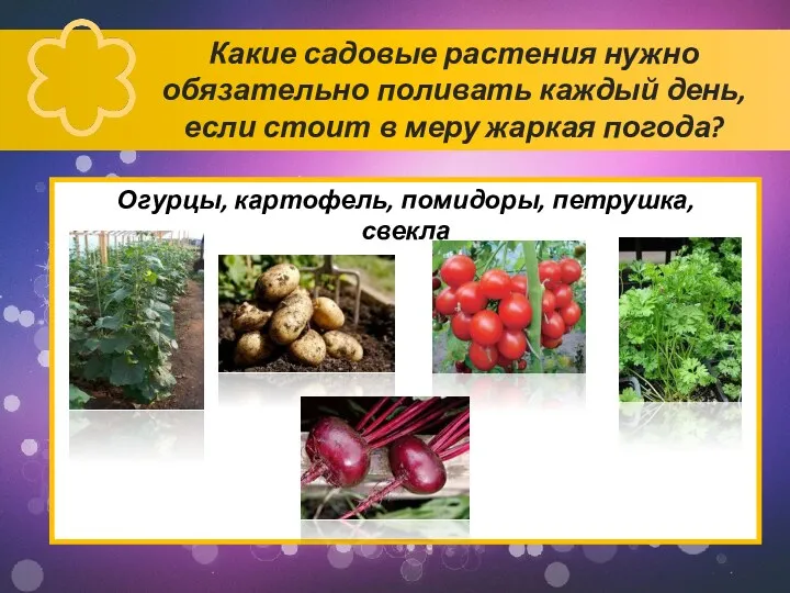 Какие садовые растения нужно обязательно поливать каждый день, если стоит