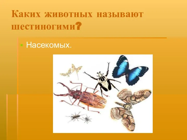 Каких животных называют шестиногими? Насекомых.