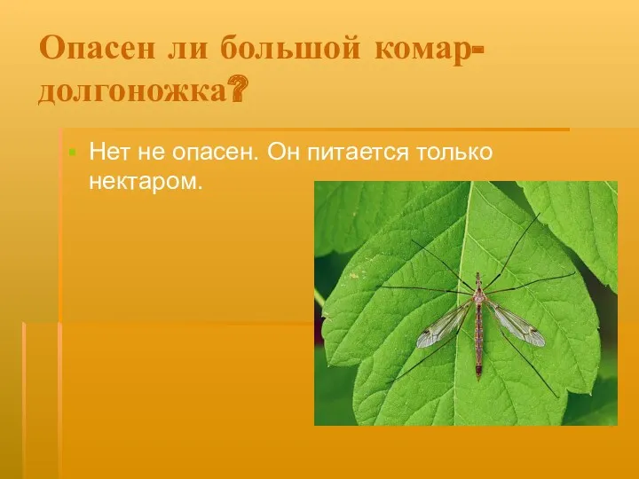 Опасен ли большой комар- долгоножка? Нет не опасен. Он питается только нектаром.