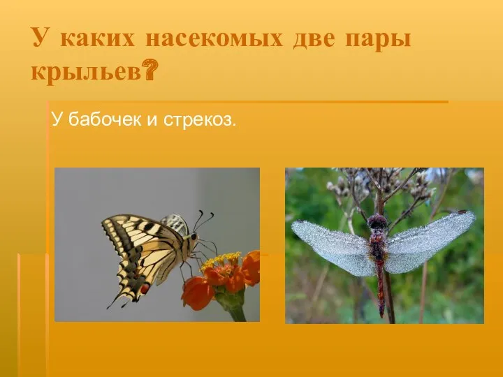 У каких насекомых две пары крыльев? У бабочек и стрекоз.