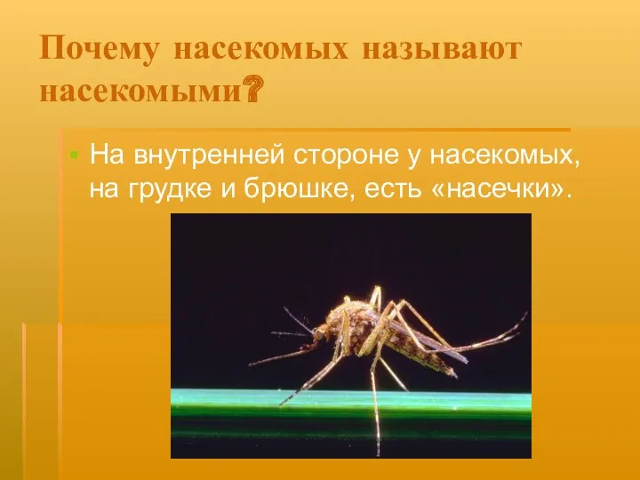 Почему насекомых называют насекомыми? На внутренней стороне у насекомых, на грудке и брюшке, есть «насечки».