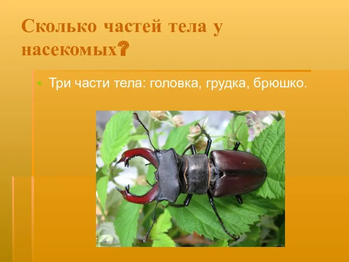 Сколько частей тела у насекомых? Три части тела: головка, грудка, брюшко.