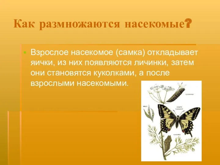 Как размножаются насекомые? Взрослое насекомое (самка) откладывает яички, из них