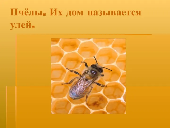 Пчёлы. Их дом называется улей.