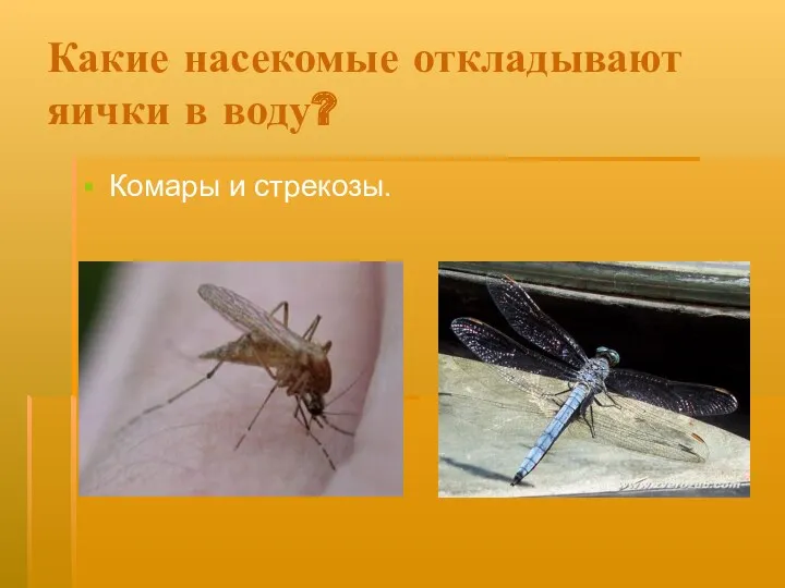 Какие насекомые откладывают яички в воду? Комары и стрекозы.