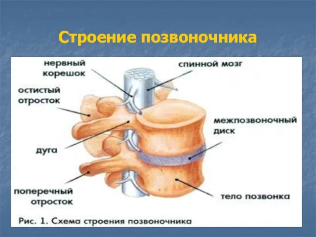 Строение позвоночника