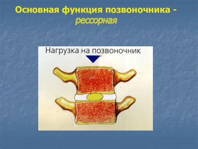 Основная функция позвоночника - рессорная