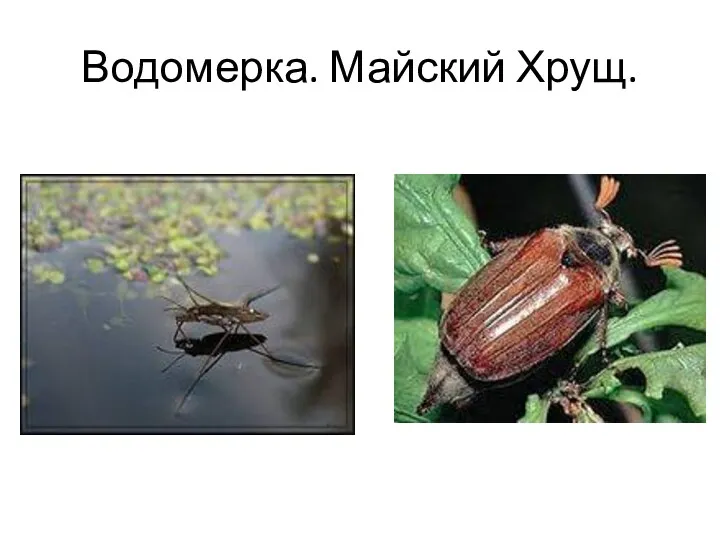 Водомерка. Майский Хрущ.