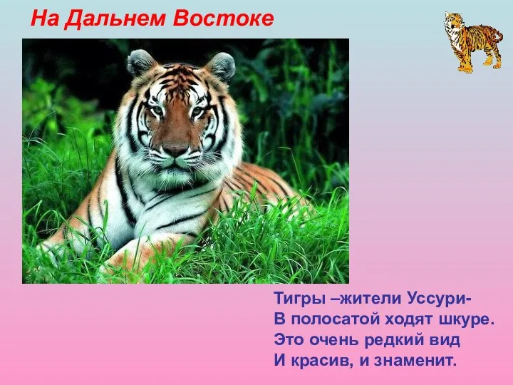 На Дальнем Востоке Тигры –жители Уссури- В полосатой ходят шкуре.