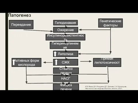 Патогенез Переедание Генетические факторы Гиподинамия Ожирение Инсулинорезистентность Фиброз печени Стеатоз