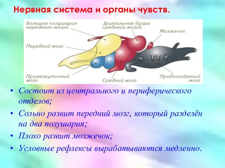 Нервная система и органы чувств. Состоит из центрального и периферического