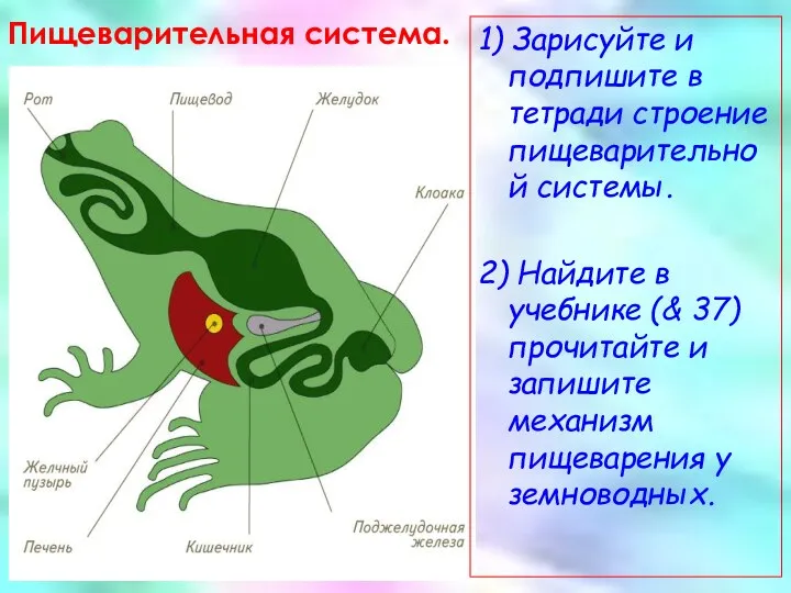 Пищеварительная система. 1) Зарисуйте и подпишите в тетради строение пищеварительной